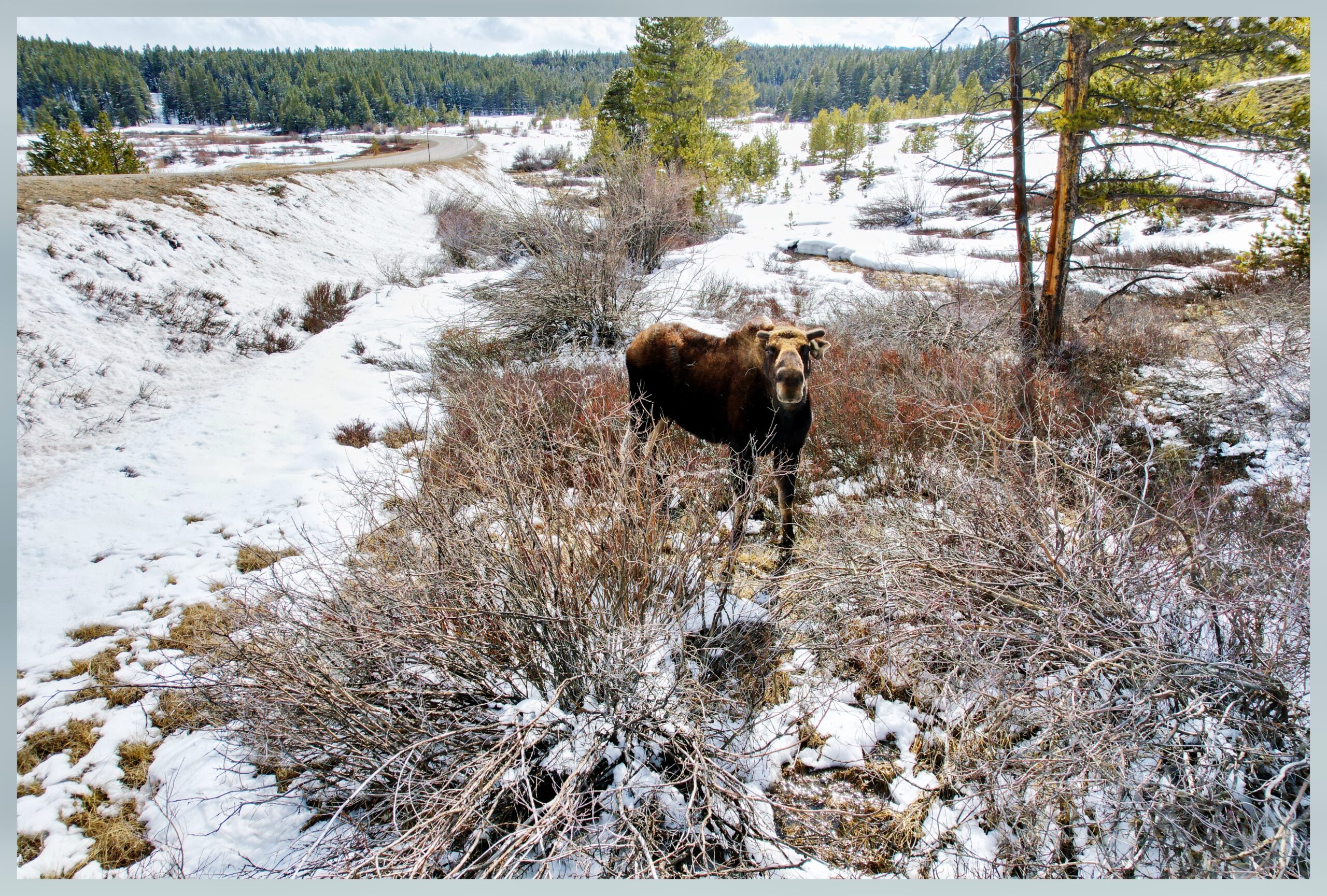 Moose alongside Colorado road