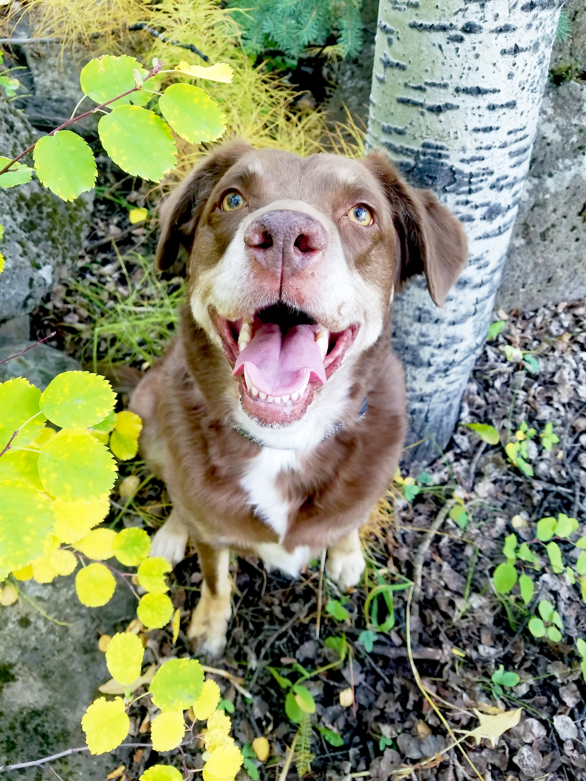 Dog among the Aspen trees