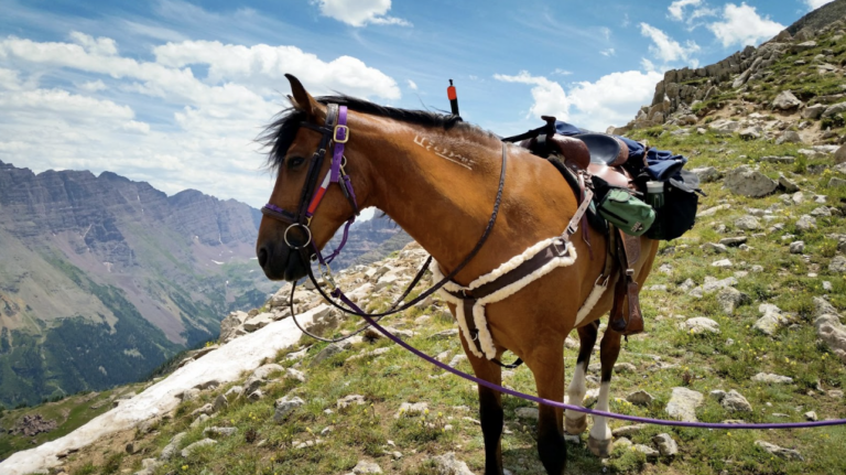 Horse in mountain range