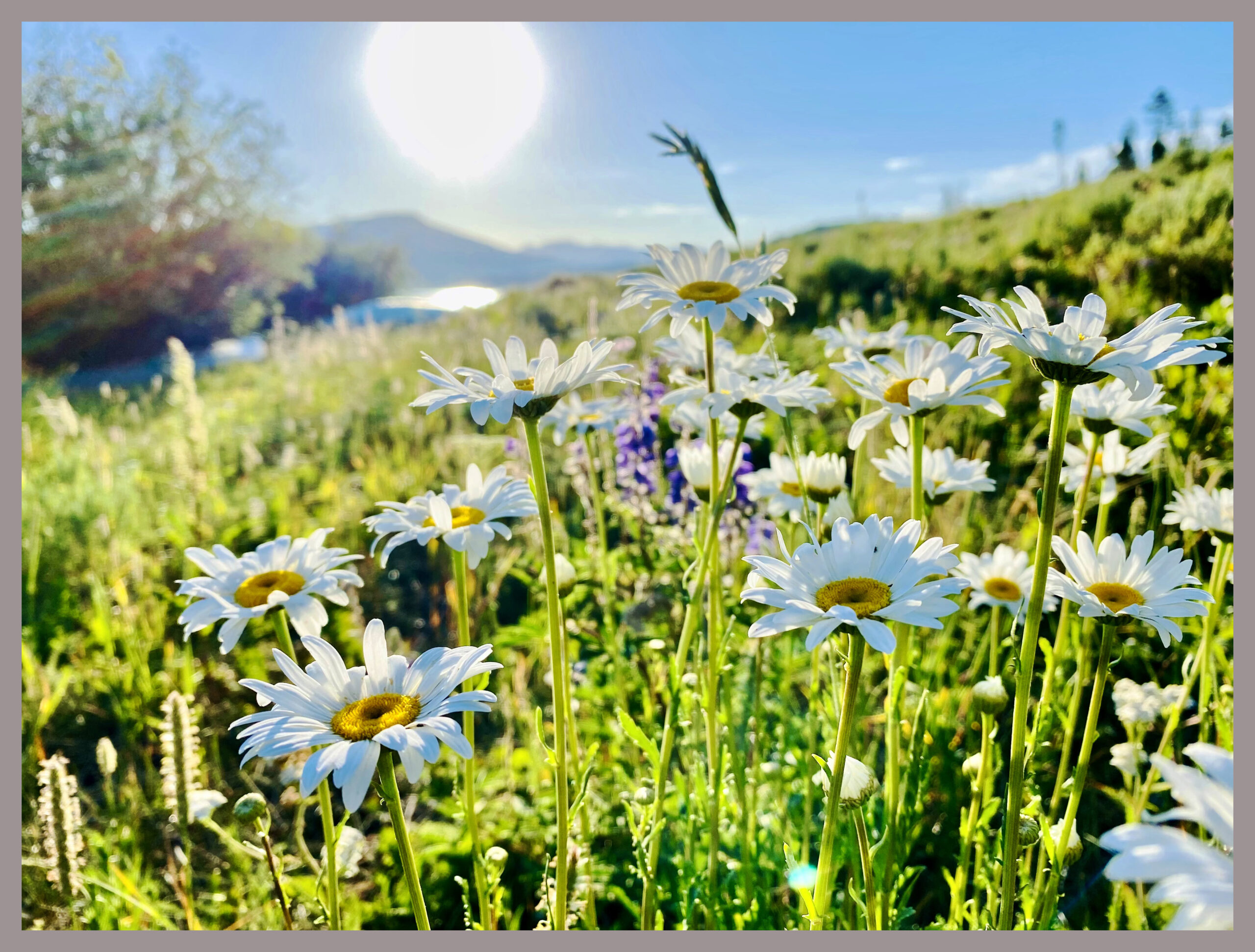 wildflowers along a colorado road trip